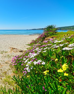 Alghero'da renkli papatyalar