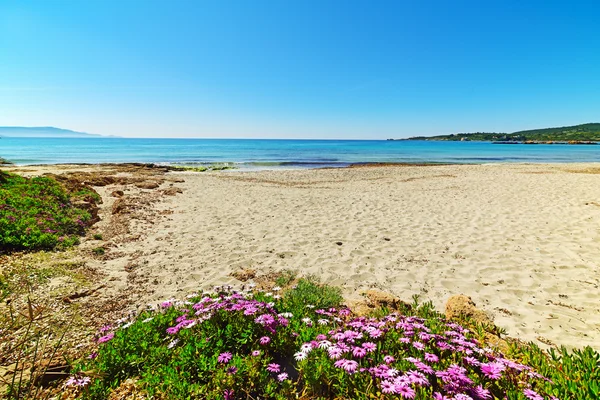 Colorful daisies in Le Bombarde beach — Stock Photo, Image