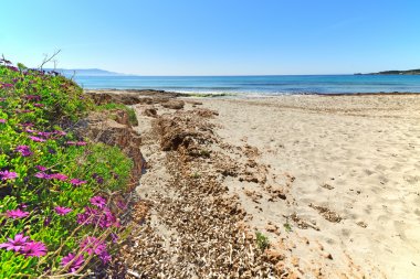 sahile tarafından pembe papatyalar