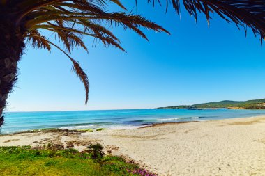 Palmiye ağacı Le Bombarde Beach