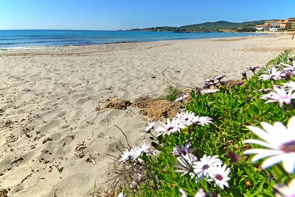 Daisies by the shore in Le Bombarde beach — Stock Photo, Image