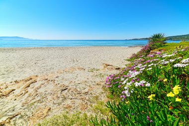 sahile Le Bombarde Beach tarafından renkli çiçekler