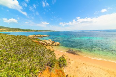 bitki örtüsü ile sahile