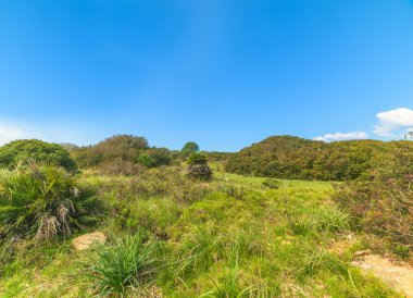 Mavi gökyüzü altında yeşil bitkiler