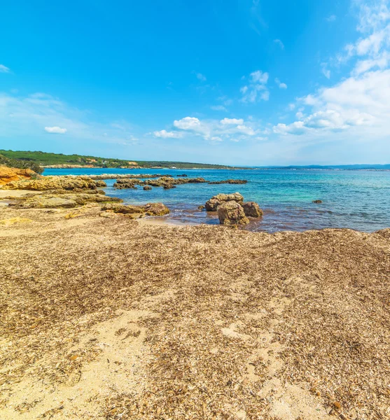 Seaweeds by the sea in Alghero — Stock Photo, Image