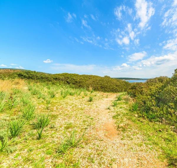 Plantes et cailloux au bord de la mer — Photo