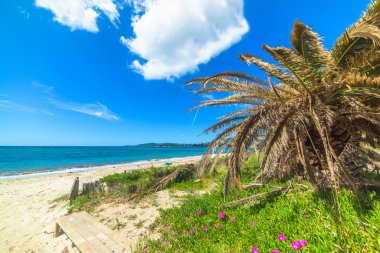 palmiye ağaçları ve denizin kenarında pembe çiçekler