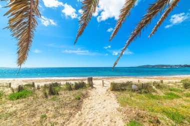 hurma dalları ve Alghero'da altın kum