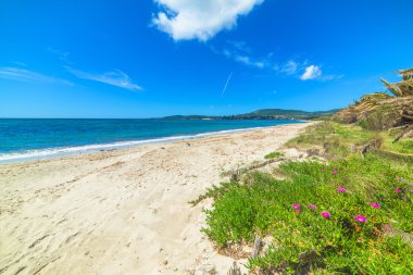 çiçekler ve deniz kenarında palmiye ağaçları