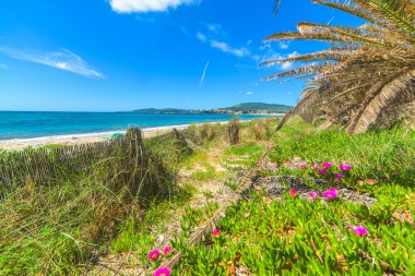 çiçekler ve palmiye ağaçları ile denizin Sardinya