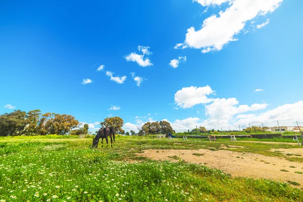 Blommor och grönt gräs under en blå himmel — Stockfoto