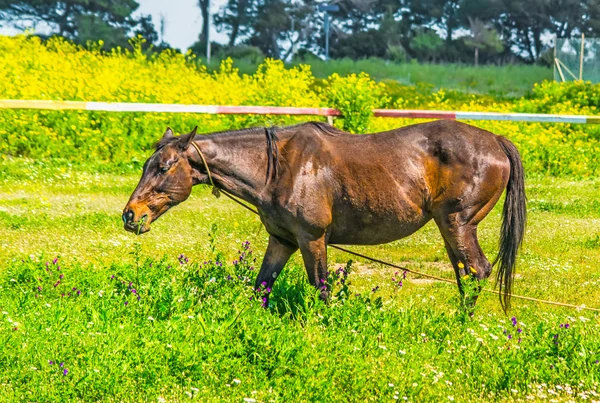 Horse grazing in a green field with flowers — Stock Photo, Image