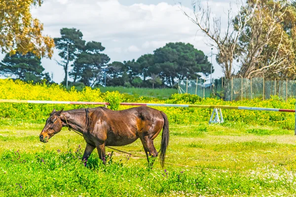 Caballo pastando en un campo verde con flores —  Fotos de Stock