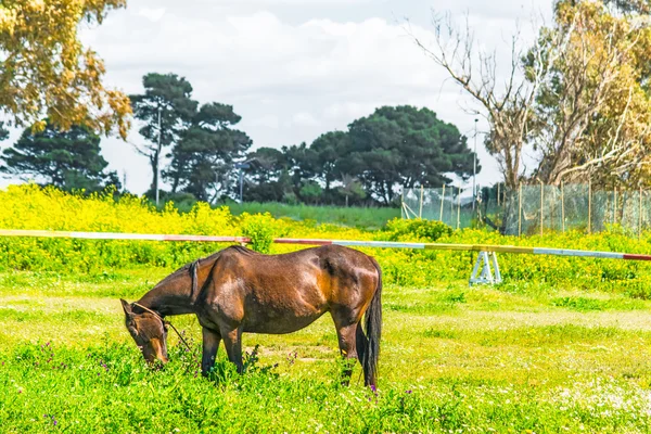 Caballo en un campo verde — Foto de Stock
