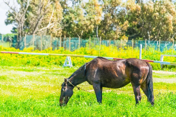 Caballo pastando en un campo verde —  Fotos de Stock