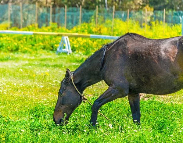 Horse grazing in a green meadow — Stock Photo, Image