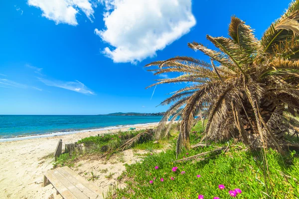 palmiye ağaçları ve denizin kenarında pembe çiçekler