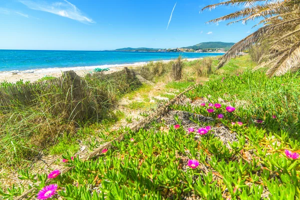 Palme e fiori ad Alghero — Foto Stock