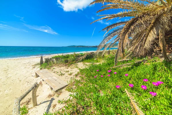 palmiye ağaçları ve çiçekler deniz