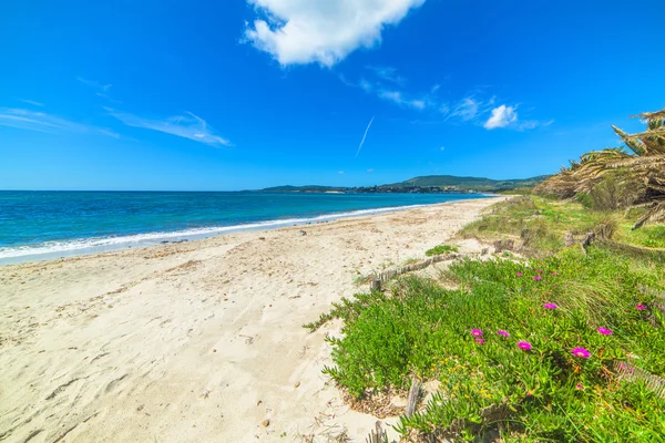 Çiçekler ve deniz kenarında palmiye ağaçları — Stok fotoğraf