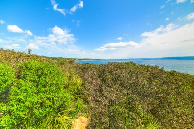 denizin kenarında yeşil bitki örtüsü