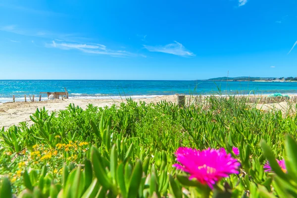 Grüne Pflanzen und blaues Meer — Stockfoto