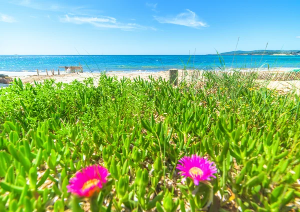 Růžové květy a modré moře v Alghero — Stock fotografie