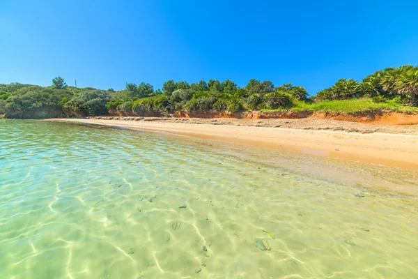 Agua clara en Alghero — Foto de Stock