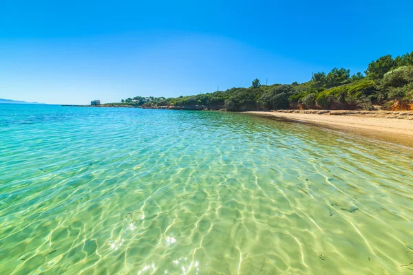 Mavi deniz, Sardinya