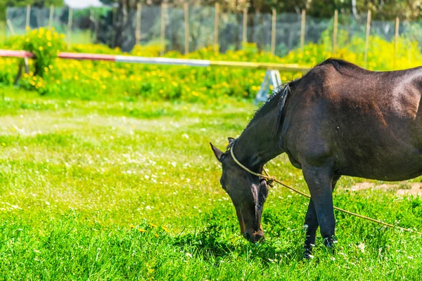 Hierba verde y caballo marrón —  Fotos de Stock