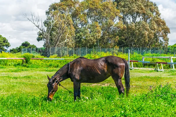 Caballo marrón y hierba verde —  Fotos de Stock