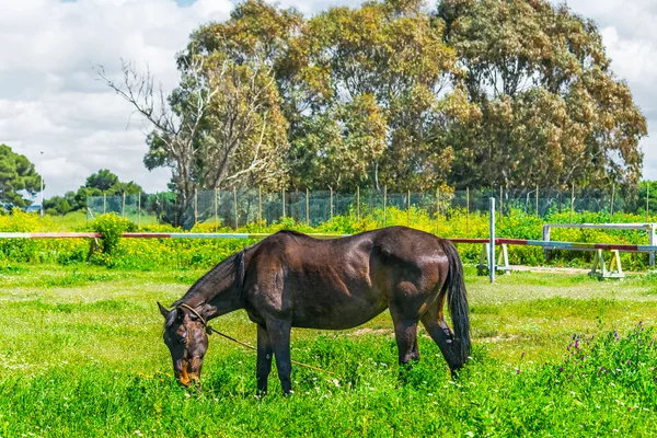 Prado verde y caballo marrón —  Fotos de Stock