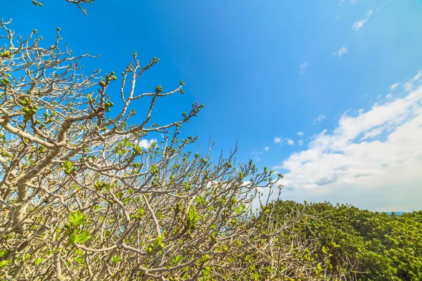 Fig sprouts by the sea — Stock Photo, Image