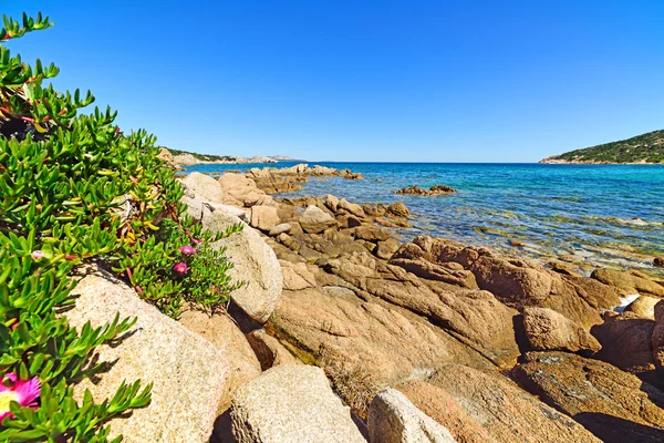 Pink Flowers Cala Battistoni Italy — Stock Photo, Image