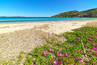 Cala Battistoni plajında çiçekler, İtalya