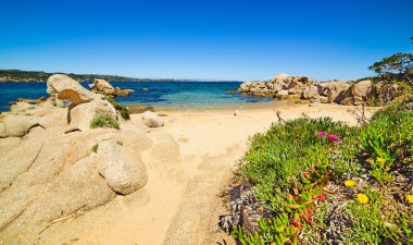 kayalar ve Cala dei Ginepri, Sardunya çiçeği.