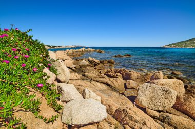 Cala Battistoni, İtalya 'da pembe çiçekler