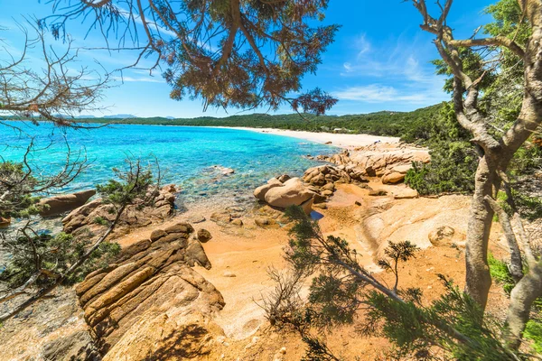 リーシャ リシャ ビーチ サルデーニャ島の松の木 — ストック写真