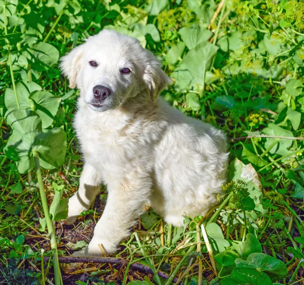 Un cachorro blanco — Foto de Stock