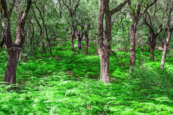 Pavimento di felce in una foresta sarda — Foto Stock