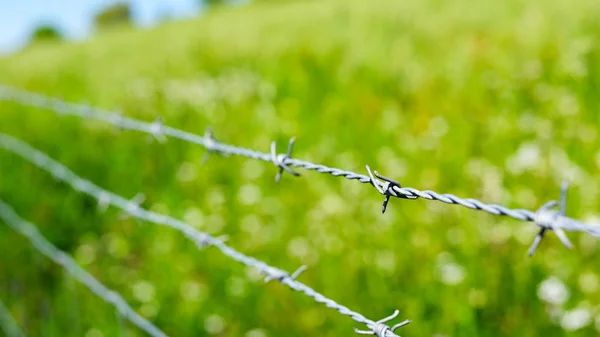 Alambre de púas en un campo verde — Foto de Stock