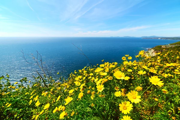 Gula blommor vid havet — Stockfoto