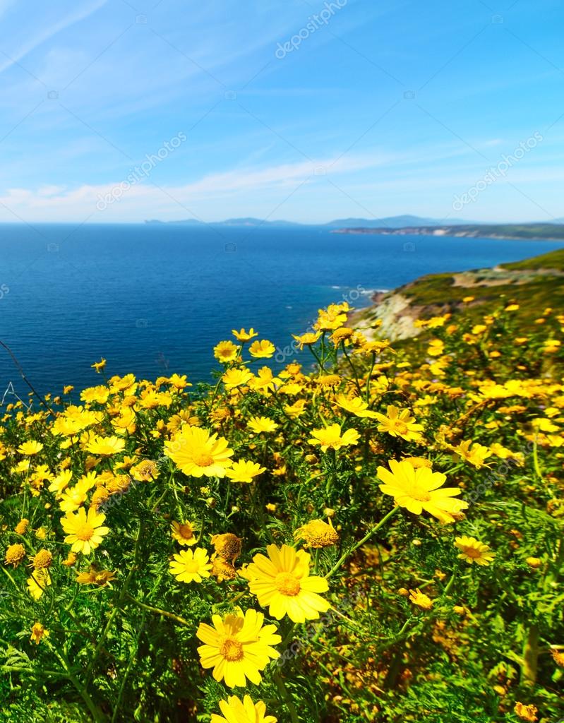 Yellow flowers by the sea — Stock Photo © AlKan32 111431020