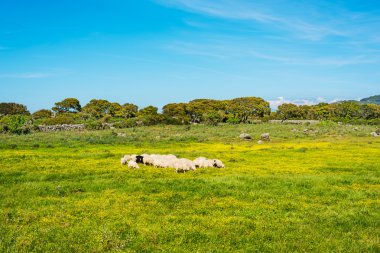 Koyunlar yeşil alan
