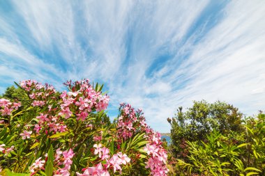 Mavi gökyüzü altında pembe coşan