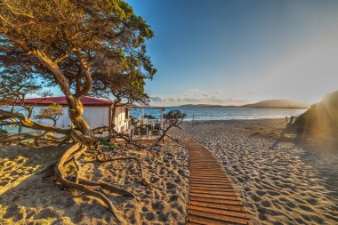 Gün batımında deniz çam ağacı