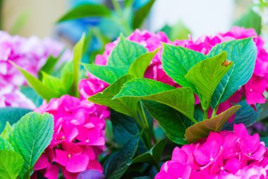 Ortanca çiçeklerini kapat