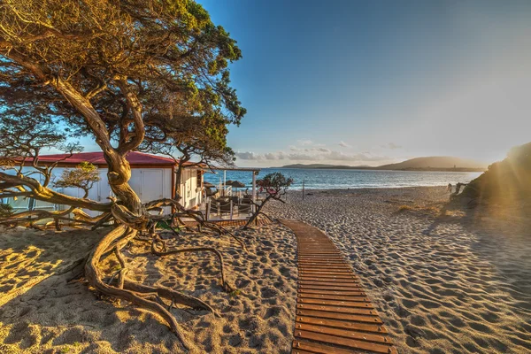 Pino in riva al mare al tramonto — Foto Stock