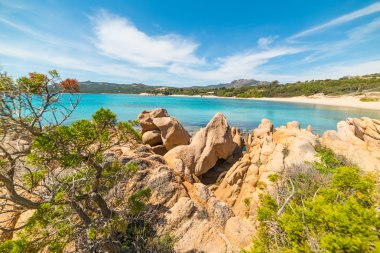 kayalar ve bitkiler La Celvia Beach