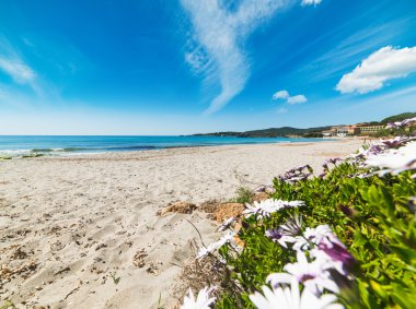 bitkiler ve çiçekler Le Bombarde Beach